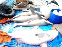 C&aacute;[-]mập[-]sẽ[-]tr&aacute;nh[-]được[-]nguy[-]cơ[-]tuyệt[-]chủng?